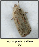 Agonopterix ocellana