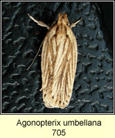 Agonopterix umbellana