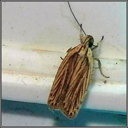 Agonopterix umbellana