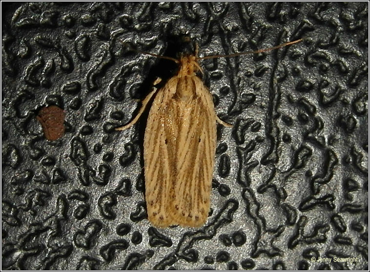 Agonopterix umbellana