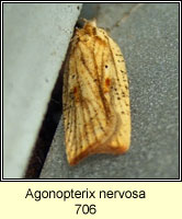 Agonopterix nervosa