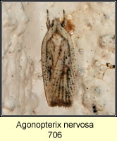 Agonopterix nervosa