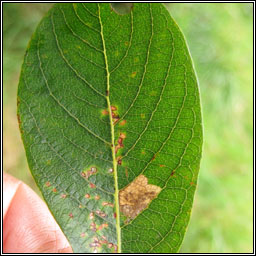 Stigmella obliquella