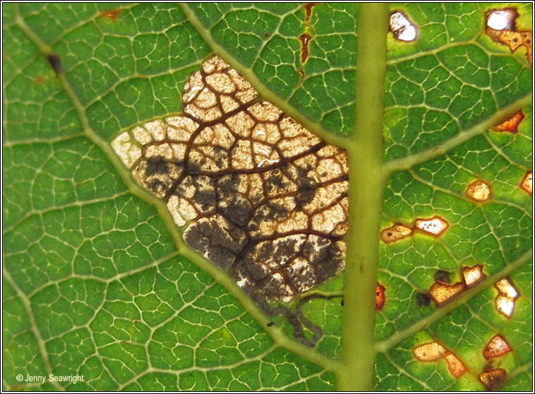 Stigmella obliquella