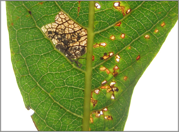 Stigmella obliquella