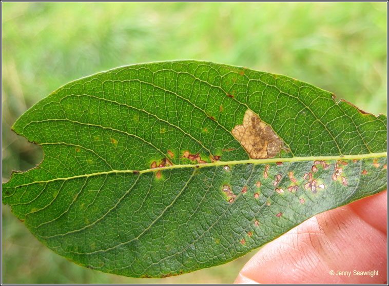 Stigmella obliquella