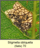Stigmella obliquella (leaf mine)