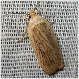 Agonopterix yeatiana