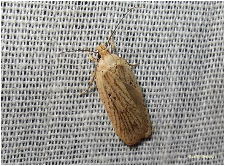 Agonopterix yeatiana