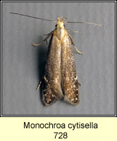 Monochroa cytisella