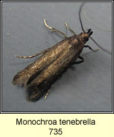 Monochroa tenebrella