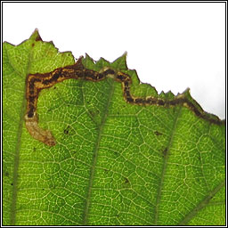 Stigmella floslactella