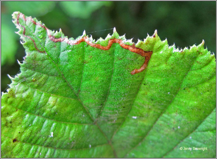 Stigmella floslactella