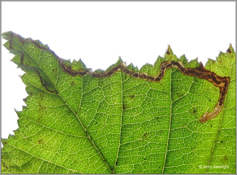 Stigmella floslactella