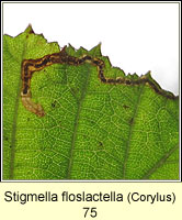 Stigmella floslactella (leaf mine on Hazel)