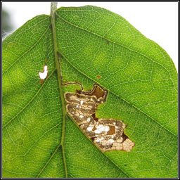 Stigmella tityrella