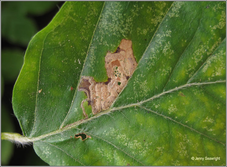 Stigmella tityrella