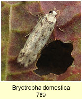 Bryotropha domestica