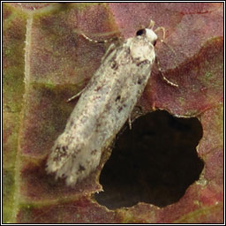 Bryotropha domestica