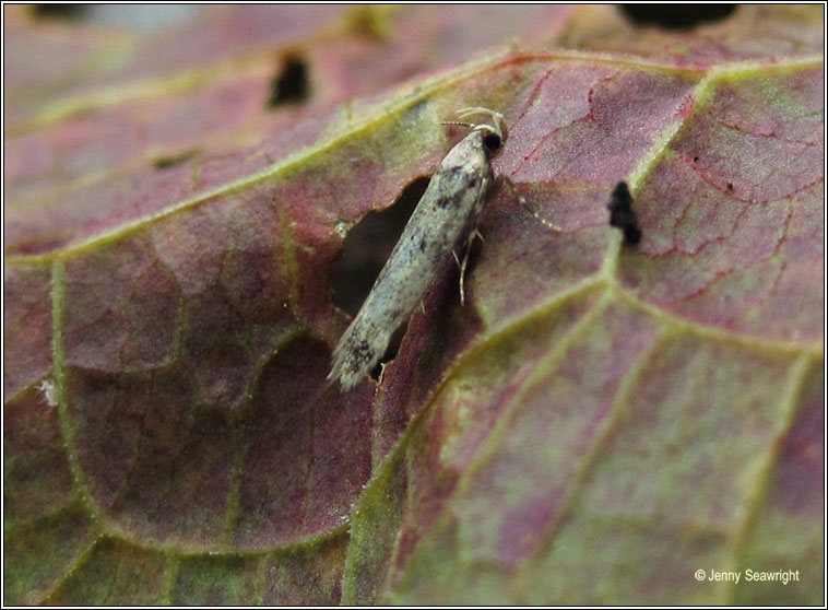 Bryotropha domestica