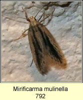 Mirificarma mulinella