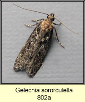 Gelechia sororculella