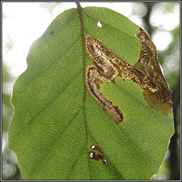 Stigmella hemargyrella