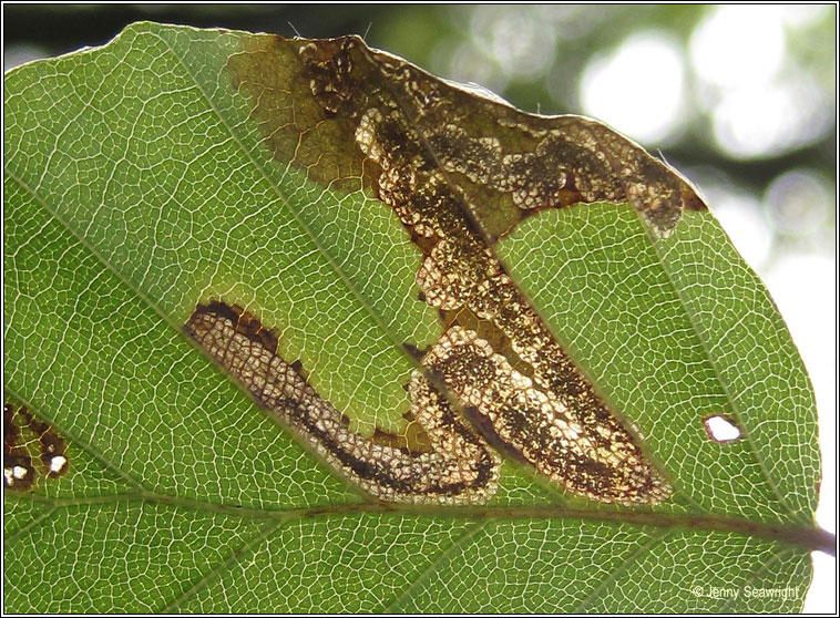 Stigmella hemargyrella