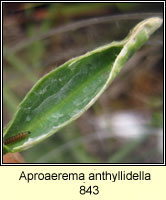 Aproaerema anthyllidella