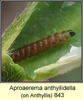 Aproaerema anthyllidella