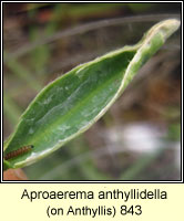 Aproaerema anthyllidella