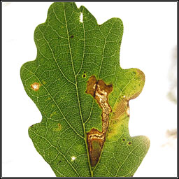 Stigmella ruficapitella