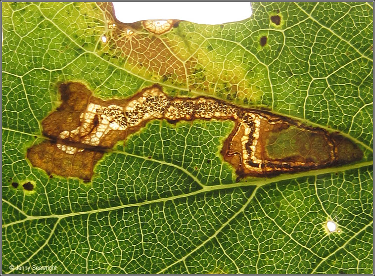 Stigmella ruficapitella