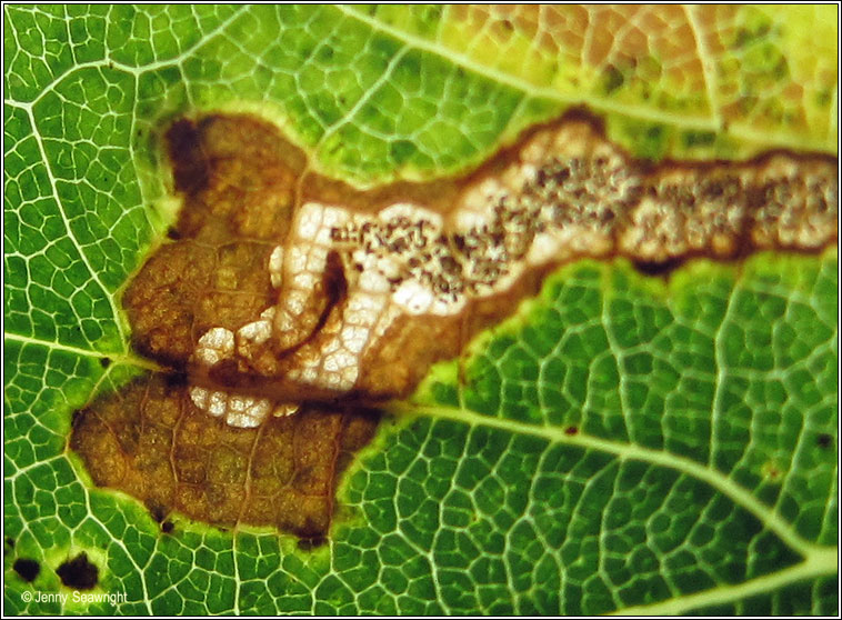 Stigmella ruficapitella