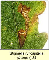 Stigmella ruficapitella (leaf mine)