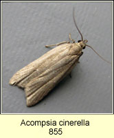 Acompsia cinerella
