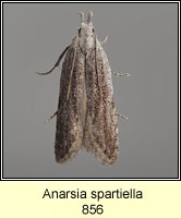 Anarsia spartiella