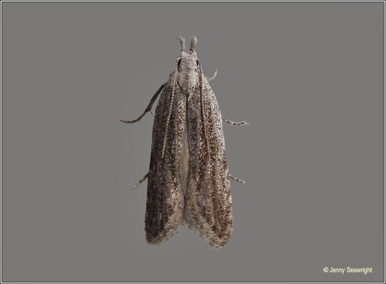 Anarsia spartiella