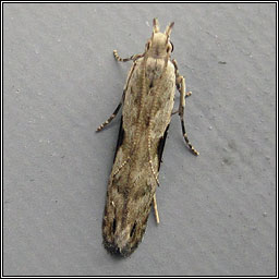 Hypatima rhomboidella