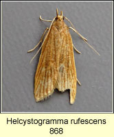 Helcystogramma rufescens