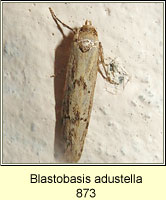 Blastobasis adustella