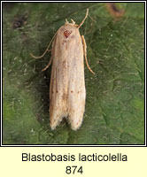 Blastobasis lacticolella