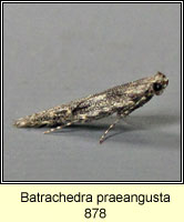 Batrachedra praeangusta