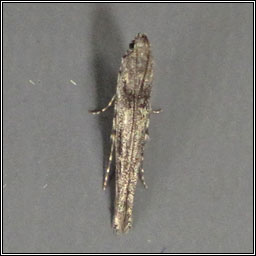 Batrachedra praeangusta