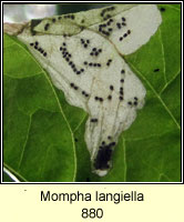 Mompha langiella