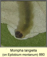 Mompha langiella