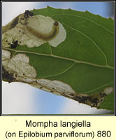 Mompha langiella