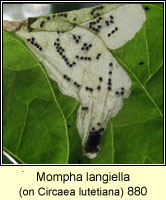 Mompha langiella