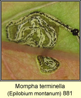 Mompha terminella (leaf mine)