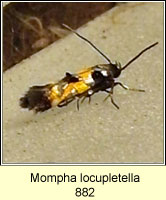 Mompha locupletella